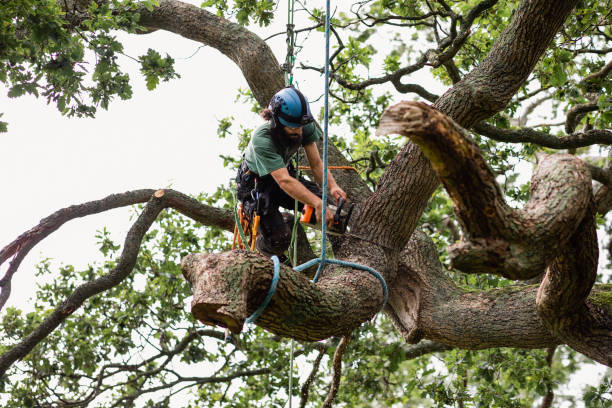 Professional Tree Care in Green Hill, TN