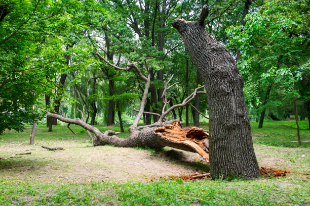  Green Hill, TN Tree Care Pros