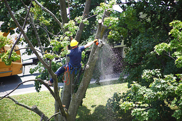 Best Lawn Maintenance Plans  in Green Hill, TN