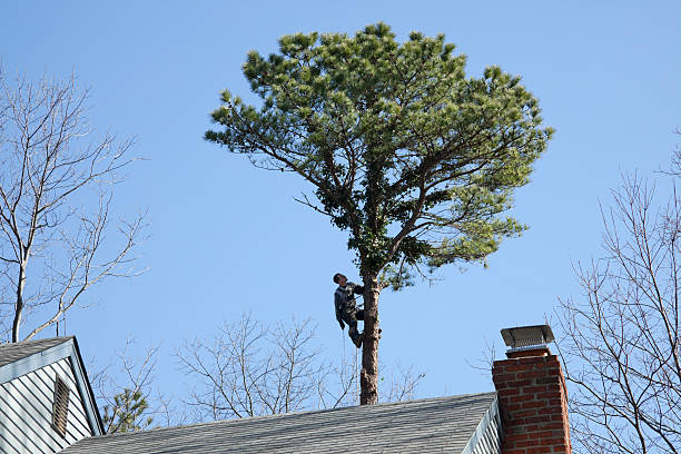 Mulching Services in Green Hill, TN