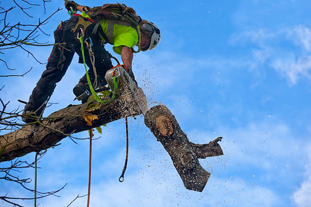 Best Leaf Removal  in Green Hill, TN