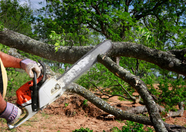 Best Lawn Renovation and Restoration  in Green Hill, TN