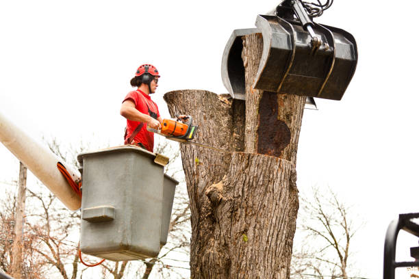 Best Palm Tree Trimming  in Green Hill, TN